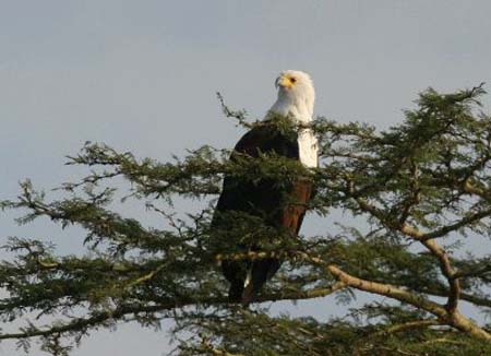 African Fish-Eagle