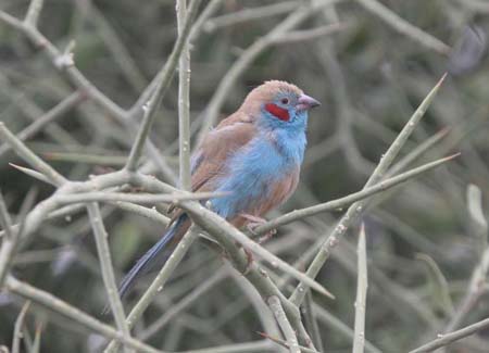 Red-cheeked Cordonbleu