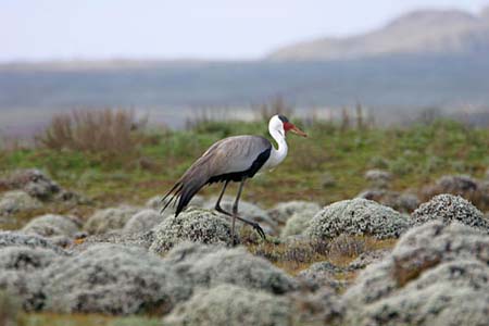 Wattled Crane-1