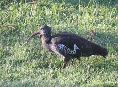 Wattled Ibis