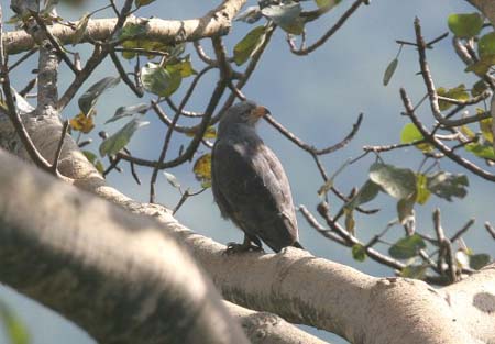 Wester Banded Snake-Eagle