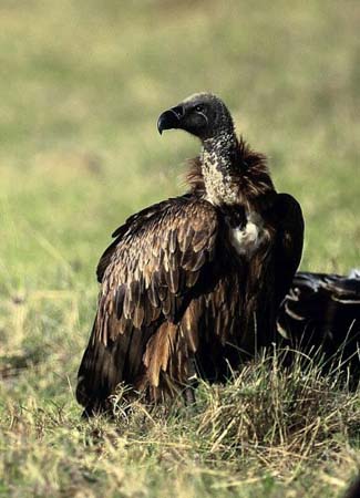 White-backed Volture