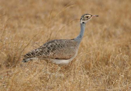 White-bellied Bustard