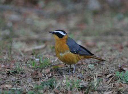 White-browed Robin-Chat