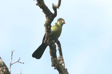 White-cheeked Turaco
