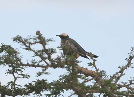 White-crowned Starling