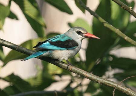 Woodland Kingfisher