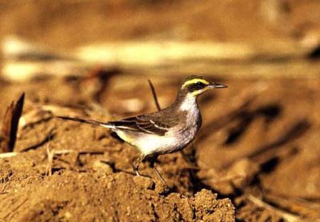 Yellow Wagtail