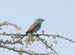 Abyssinian Roller