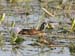 African Pygmy-Goose