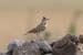 Erlanger Lark