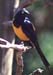 Golden breasted starling