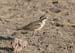 Kittlitz Plover