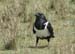 Pied Crow