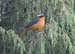 Rueppel Robin-Chat