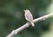 Tree Pipit