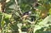 Tropical Boubou
