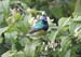 Variable Sunbird