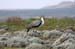 Wattled Crane-1