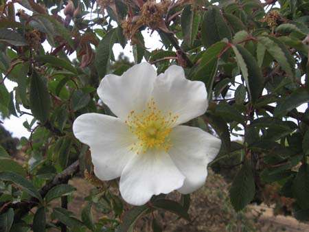 Abyssinian Rose