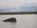 A Hipo in Lake Chamo