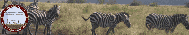 Parks Banner