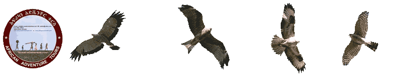 Bird Species Banner