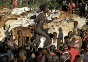 Bull Jumping