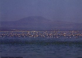 Bird Sites